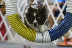 13-Agile-Dogs-USDAA-05Jul19