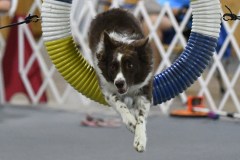 14-Agile-Dogs-USDAA-05Jul19