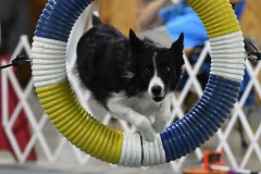 15-Agile-Dogs-USDAA-05Jul19