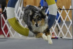 17-Agile-Dogs-USDAA-05Jul19