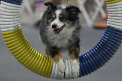 25-Agile-Dogs-USDAA-05Jul19