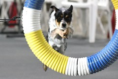 29-Agile-Dogs-USDAA-05Jul19