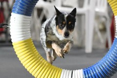 30-Agile-Dogs-USDAA-05Jul19