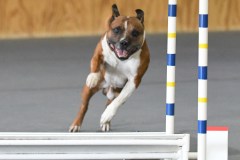 21-Agile-Dogs-USDAA-06Jul19