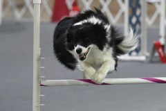 24-Agile-Dogs-USDAA-06Jul19