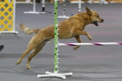 29-Agile-Dogs-USDAA-06Jul19