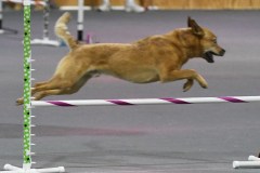 30-Agile-Dogs-USDAA-06Jul19