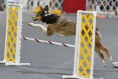 33-Agile-Dogs-USDAA-06Jul19