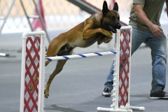 36-Agile-Dogs-USDAA-06Jul19