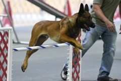 37-Agile-Dogs-USDAA-06Jul19