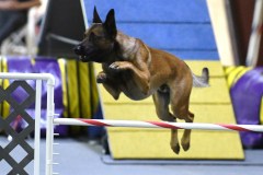 39-Agile-Dogs-USDAA-06Jul19