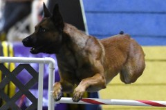 40-Agile-Dogs-USDAA-06Jul19