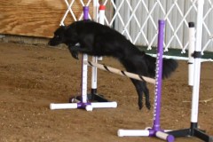 02-ASCA-Open-Novice-Jumpers-5Oct19