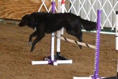 03-ASCA-Open-Novice-Jumpers-5Oct19