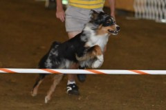 06-ASCA-Open-Novice-Jumpers-5Oct19