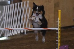 10-ASCA-Open-Novice-Jumpers-5Oct19