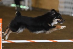 19-ASCA-Open-Novice-Jumpers-5Oct19