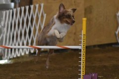 20-ASCA-Open-Novice-Jumpers-5Oct19