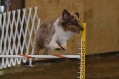 21-ASCA-Open-Novice-Jumpers-5Oct19