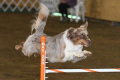 22-ASCA-Open-Novice-Jumpers-5Oct19