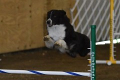 23-ASCA-Open-Novice-Jumpers-5Oct19