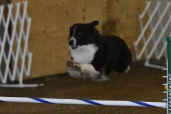 24-ASCA-Open-Novice-Jumpers-5Oct19