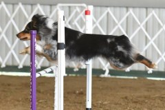 26-ASCA-Open-Novice-Jumpers-5Oct19