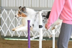 28-ASCA-Open-Novice-Jumpers-5Oct19