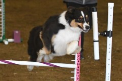 33-ASCA-Open-Novice-Jumpers-5Oct19