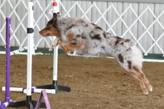 37-ASCA-Open-Novice-Jumpers-5Oct19