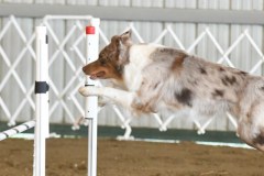 38-ASCA-Open-Novice-Jumpers-5Oct19