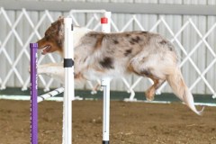 39-ASCA-Open-Novice-Jumpers-5Oct19