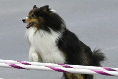 01-SAAC-AKC-25Aug19-Open-Novice-JWW