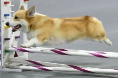 08-SAAC-AKC-25Aug19-Open-Novice-JWW