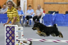 14-SAAC-AKC-25Aug19-Open-Novice-JWW