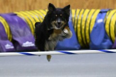 15-SAAC-AKC-25Aug19-Open-Novice-JWW