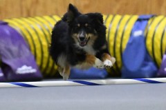 16-SAAC-AKC-25Aug19-Open-Novice-JWW