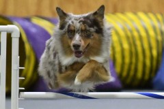 19-SAAC-AKC-25Aug19-Open-Novice-JWW