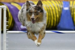 20-SAAC-AKC-25Aug19-Open-Novice-JWW