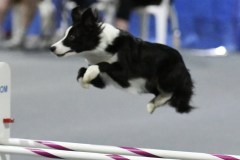 21-SAAC-AKC-25Aug19-Open-Novice-JWW