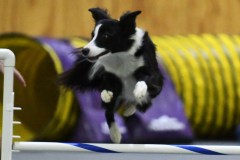 22-SAAC-AKC-25Aug19-Open-Novice-JWW