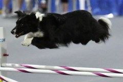 24-SAAC-AKC-25Aug19-Open-Novice-JWW