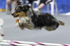 25-SAAC-AKC-25Aug19-Open-Novice-JWW