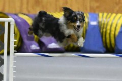 26-SAAC-AKC-25Aug19-Open-Novice-JWW