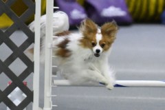 30-SAAC-AKC-25Aug19-Open-Novice-JWW