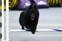 31-SAAC-AKC-25Aug19-Open-Novice-JWW